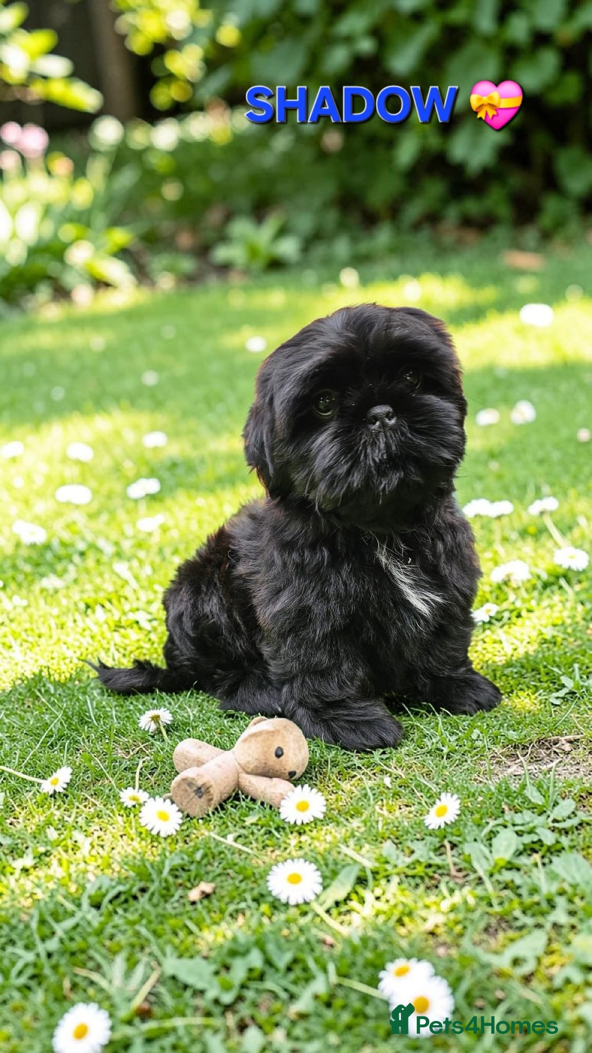 Shih Tzu dogs STUNNING PURE STANDARD SHIH TZU  - Advert 3