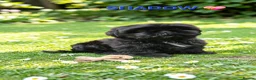 Shih Tzu dogs for sale: RARE BLACK STANDARD SHIH TZU WITH BLUE  SKIN - Advert 13