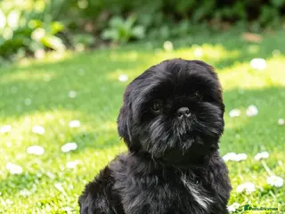 Shih Tzu dogs STUNNING PURE STANDARD SHIH TZU - Advert 2