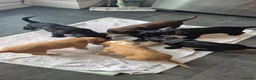 Sprocker dogs for sale: Beautiful Sprocker Puppies Seeking Forever Homes in Hengoed - Advert 11