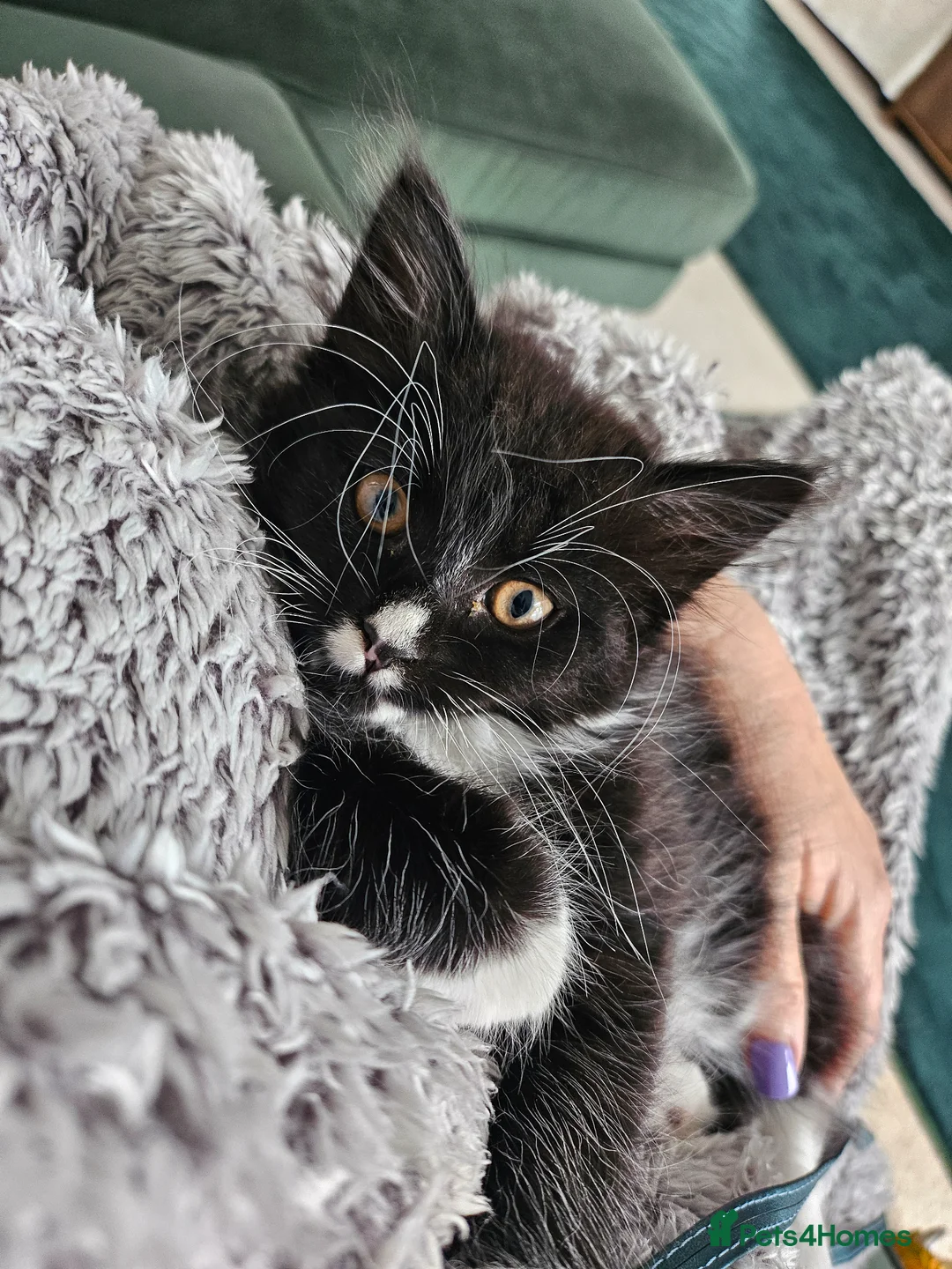 Mixed Breed cats for sale: Lovely female kitten for sale in Margate - Advert 2
