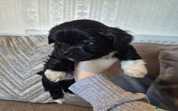 Lhasa Apso dogs for sale: Lhaso Apso Puppies  - Image 31