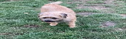 Border Terrier dogs for sale: Border Terrier Girl - Advert 4