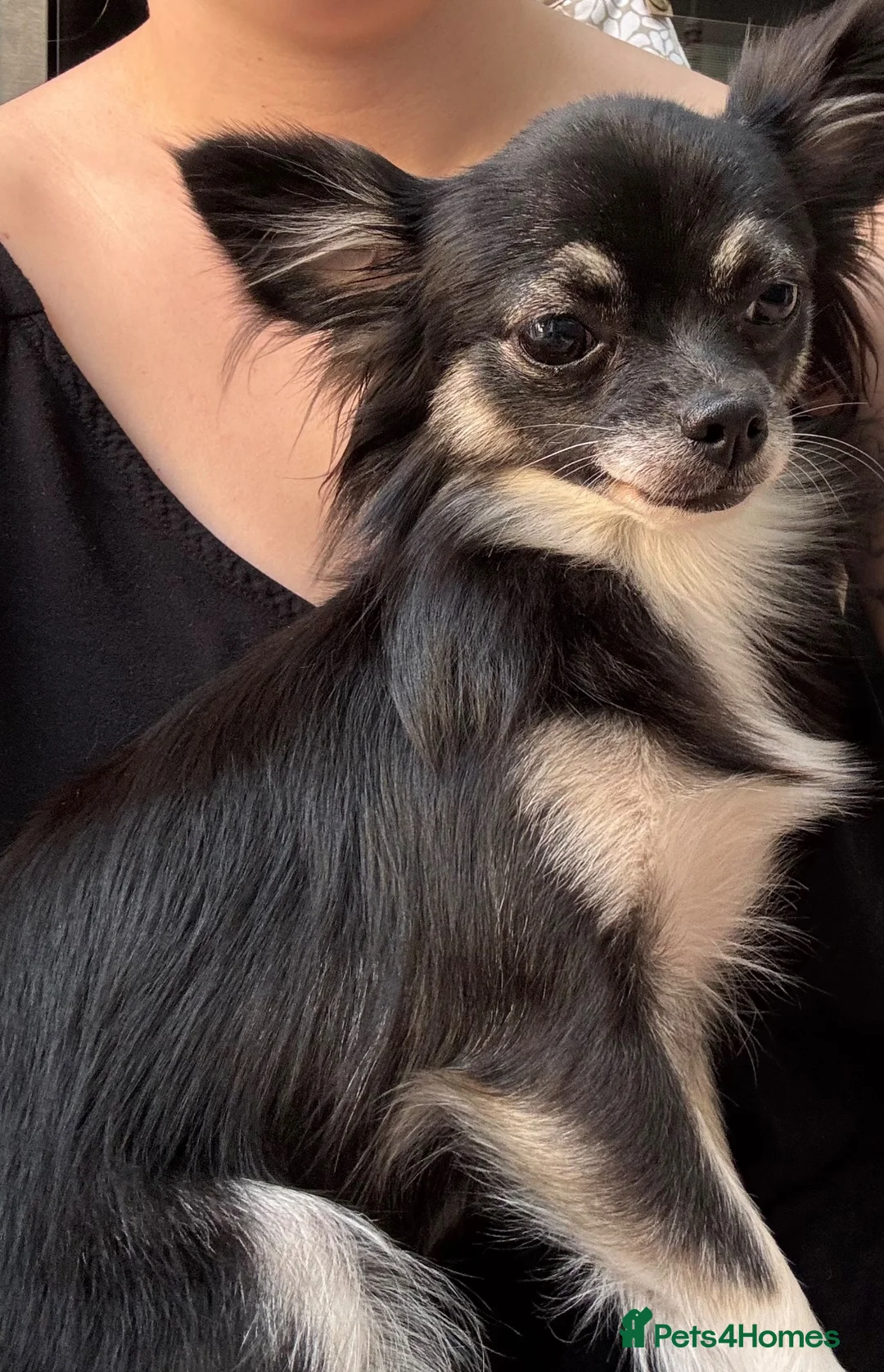 Chihuahua dogs for sale: Gorgeous two toned female chihuahua in Leicester - Advert 4