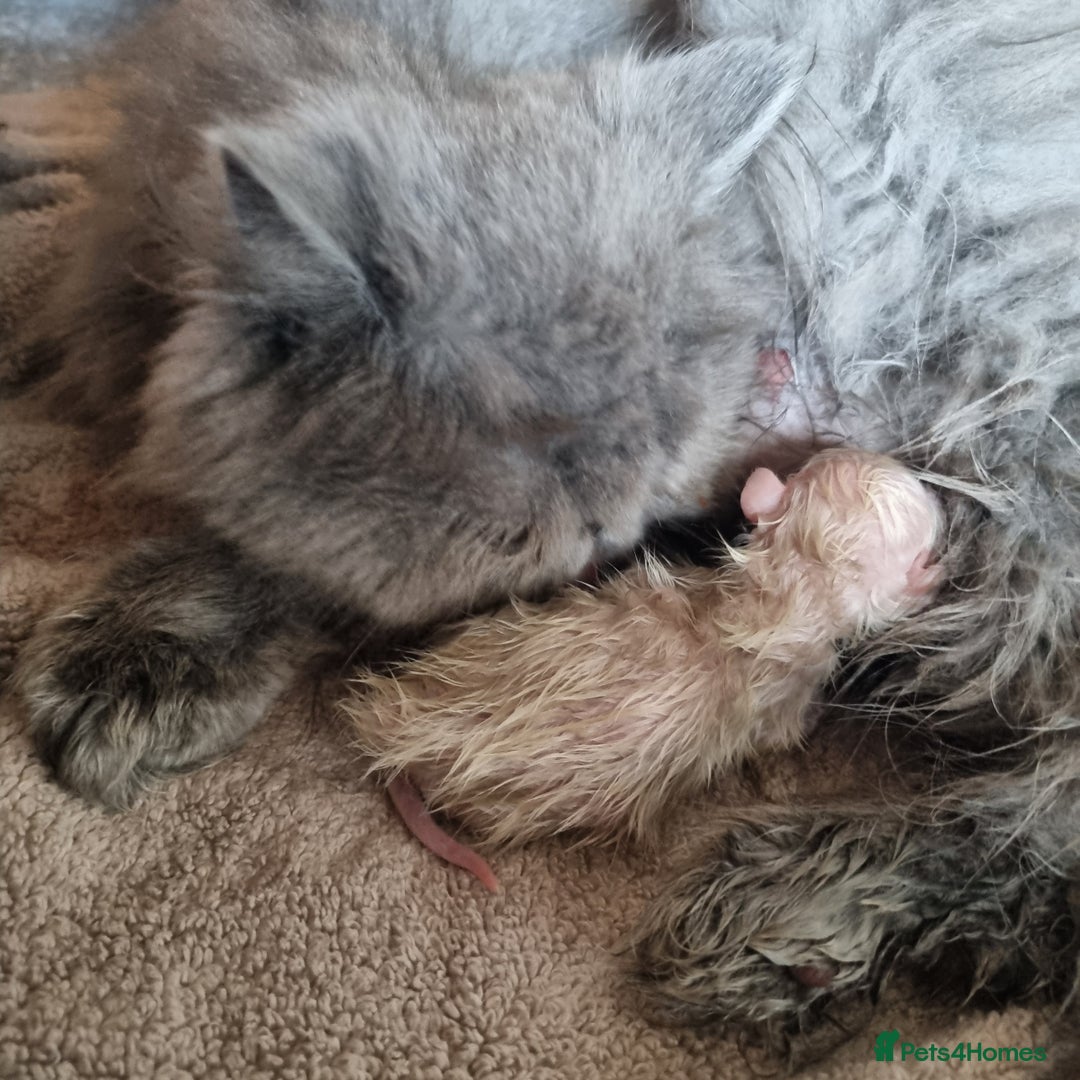 Persian cats for sale: Beautiful newborn persian kittens - Image 2