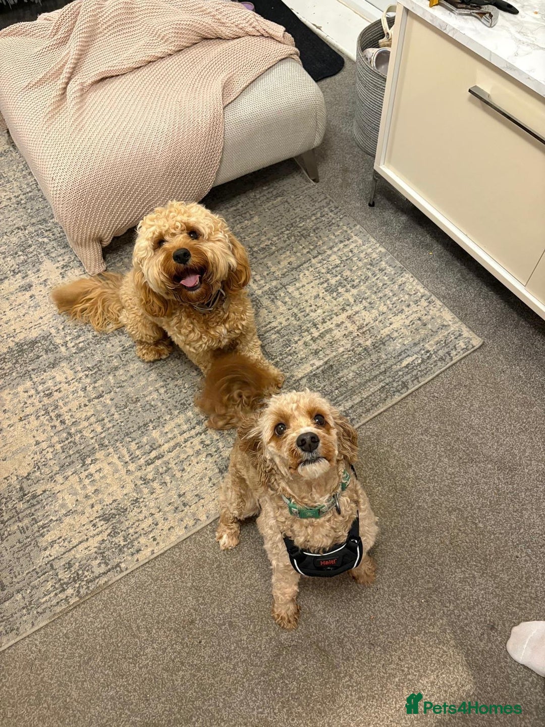 Cavapoo dogs for sale: 4 gorgeous cavapoo puppies - Advert 15