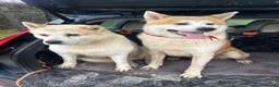 Japanese Akita Inu dogs for stud: KC Registered Proven Red Akita Inu Stud  - Advert 3