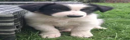 Border Collie dogs for sale: Adorable Puppies - Advert 1