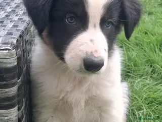 Border Collie dogs Available Now Adorable Puppies - Advert 2