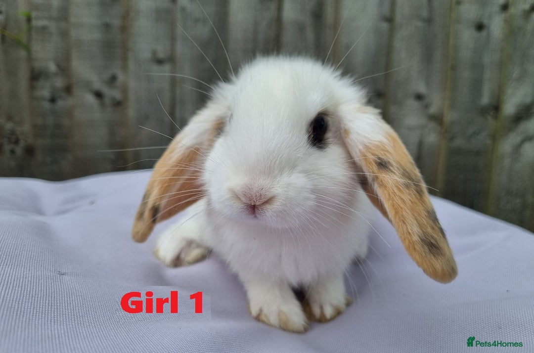 Mini Lop rabbits for sale: Gorgeous Mini Lop X French Bunnies Ready to Go! - Image 2