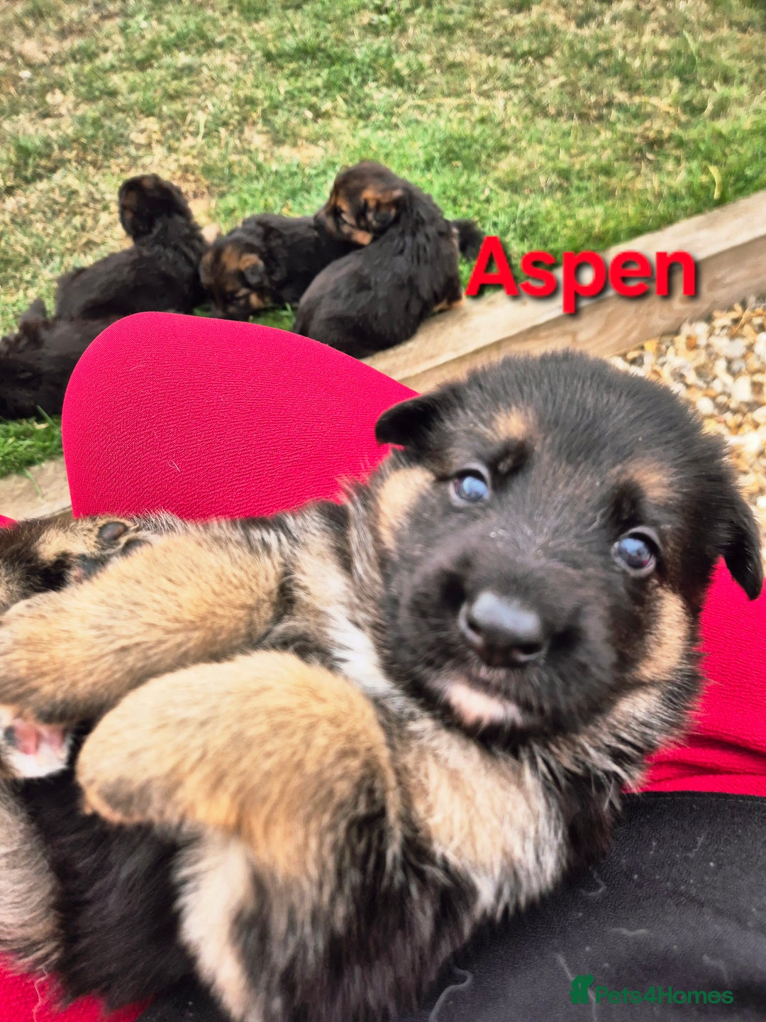 German Shepherd dogs for sale: Last German Shepherd girl remaining  - Image 18