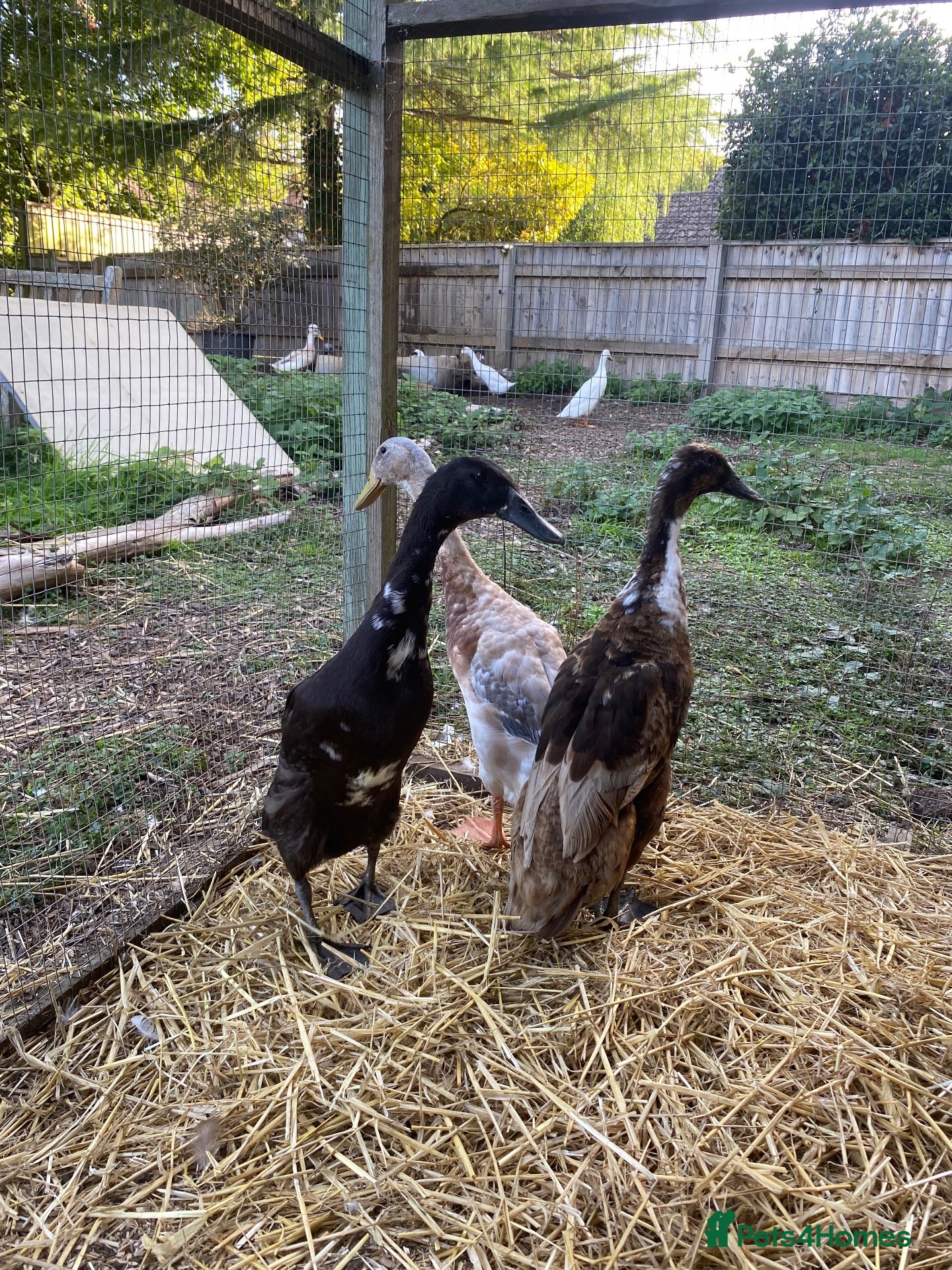 Ducks poultry 2 Laying Females and Drake-Indian Runner Duck Trio - Advert 18
