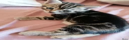 Mixed Breed cats for sale: Beautiful kittens  - Advert 14