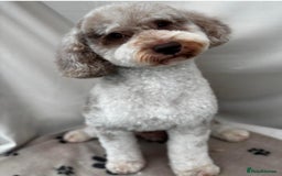 Miniature Poodle dogs for stud: Chocolate Merle Miniature Poodle for stud in Warrington - Image 1