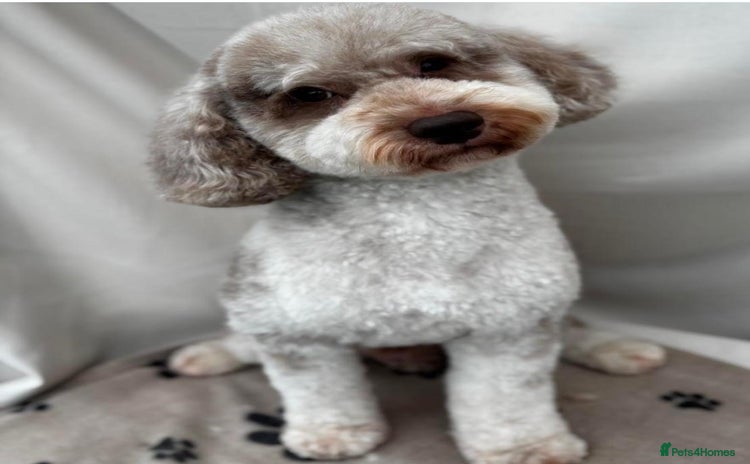 Miniature Poodle dogs in Warrington - Advert 7