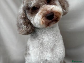Miniature Poodle dogs in Warrington - Advert 39