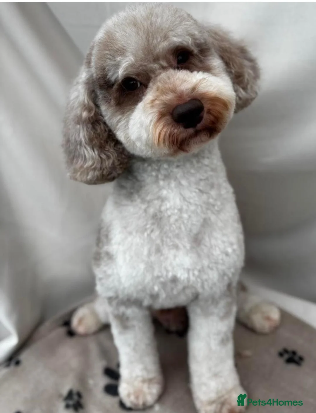 Miniature Poodle dogs for stud: Chocolate Merle Miniature Poodle for stud in Warrington - Advert 4