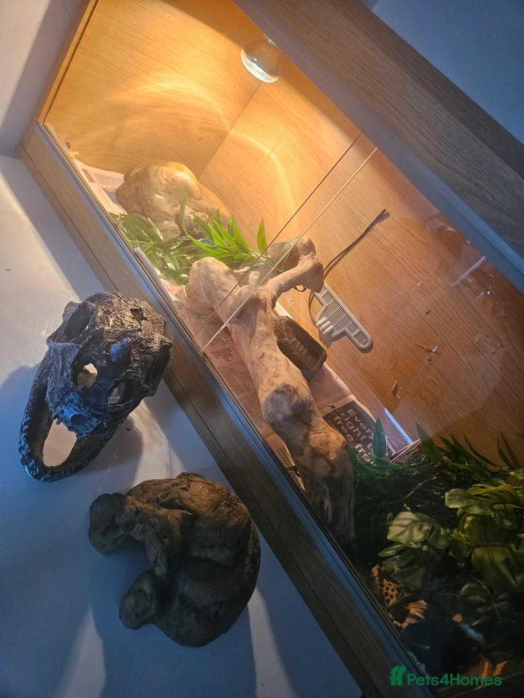 Leopard Gecko reptiles for sale: Leopard Ghecko for sale.  - Advert 3