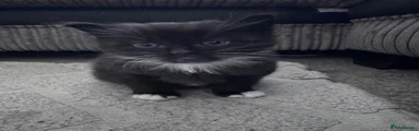 Mixed Breed Kitten 2