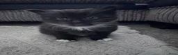 Mixed Breed cats for sale: Beautiful kittens - Advert 4