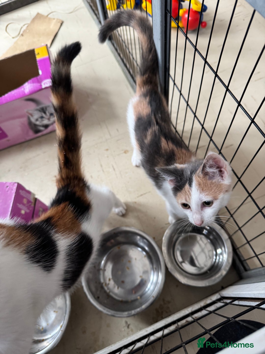 Mixed Breed cats for sale: Luna and sparkle  - Image 2