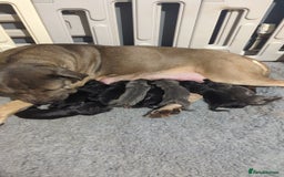 Cane Corso dogs for sale: Purebred champion bloodline cane corso puppies - Image 2