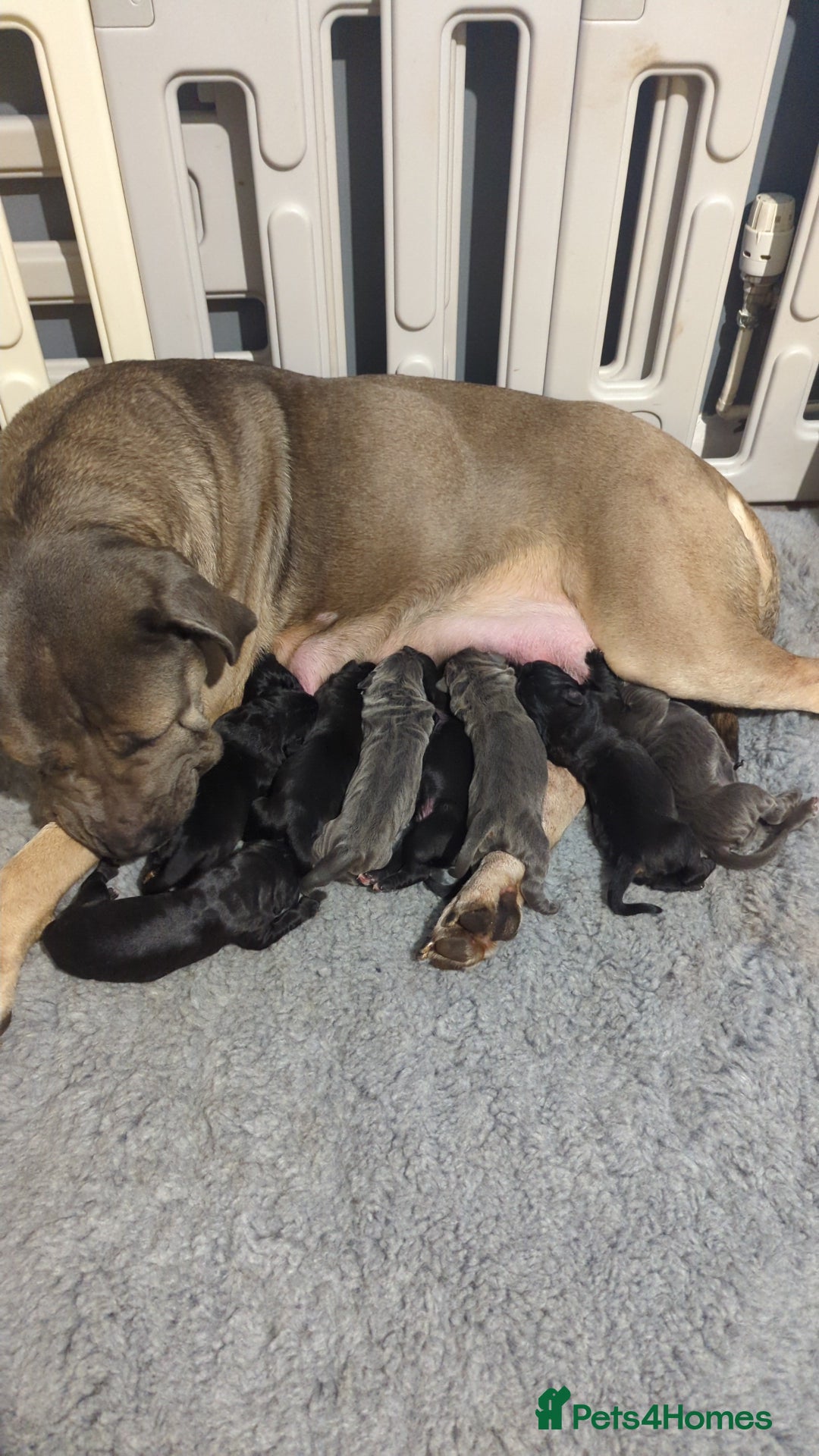 Cane Corso dogs for sale: Purebred champion bloodline cane corso puppies - Image 2