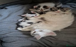 Mixed Breed cats for sale: 2 beautiful kittens  - Image 6