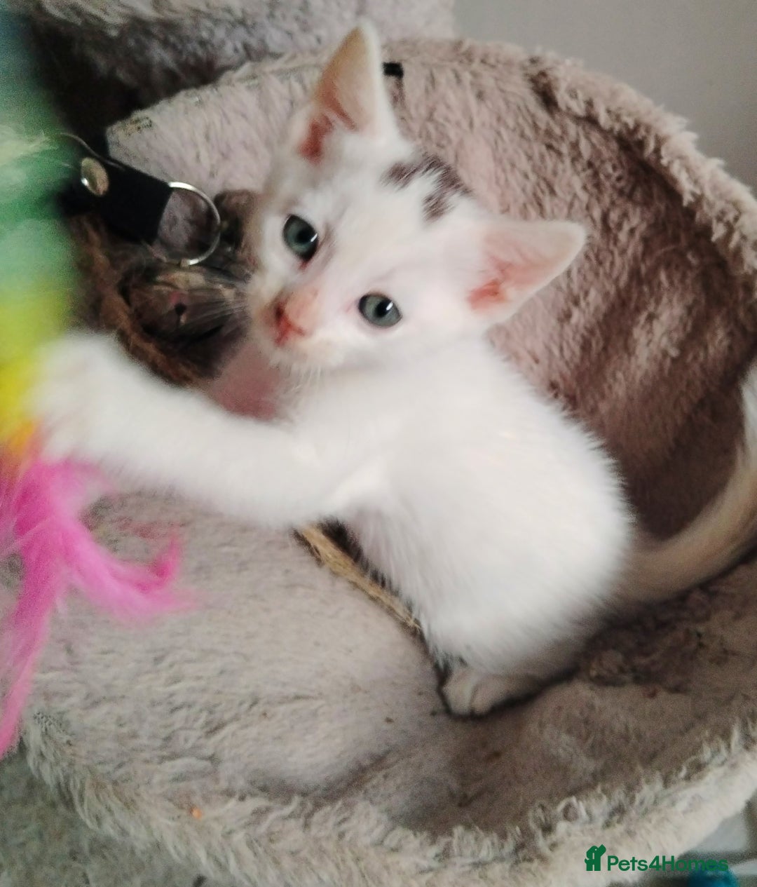 Mixed Breed cats for sale: Mircochipped female white kitten  - Image 12
