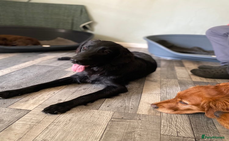 Flat coated Retriever dogs - Advert 1