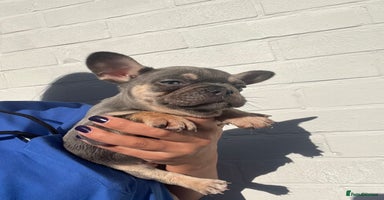 French Bulldog dogs - Advert 1