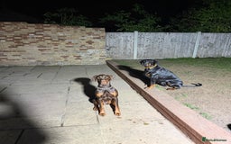 Dobermann dogs for sale: Dobermann female 1yo for rehome - Image 2