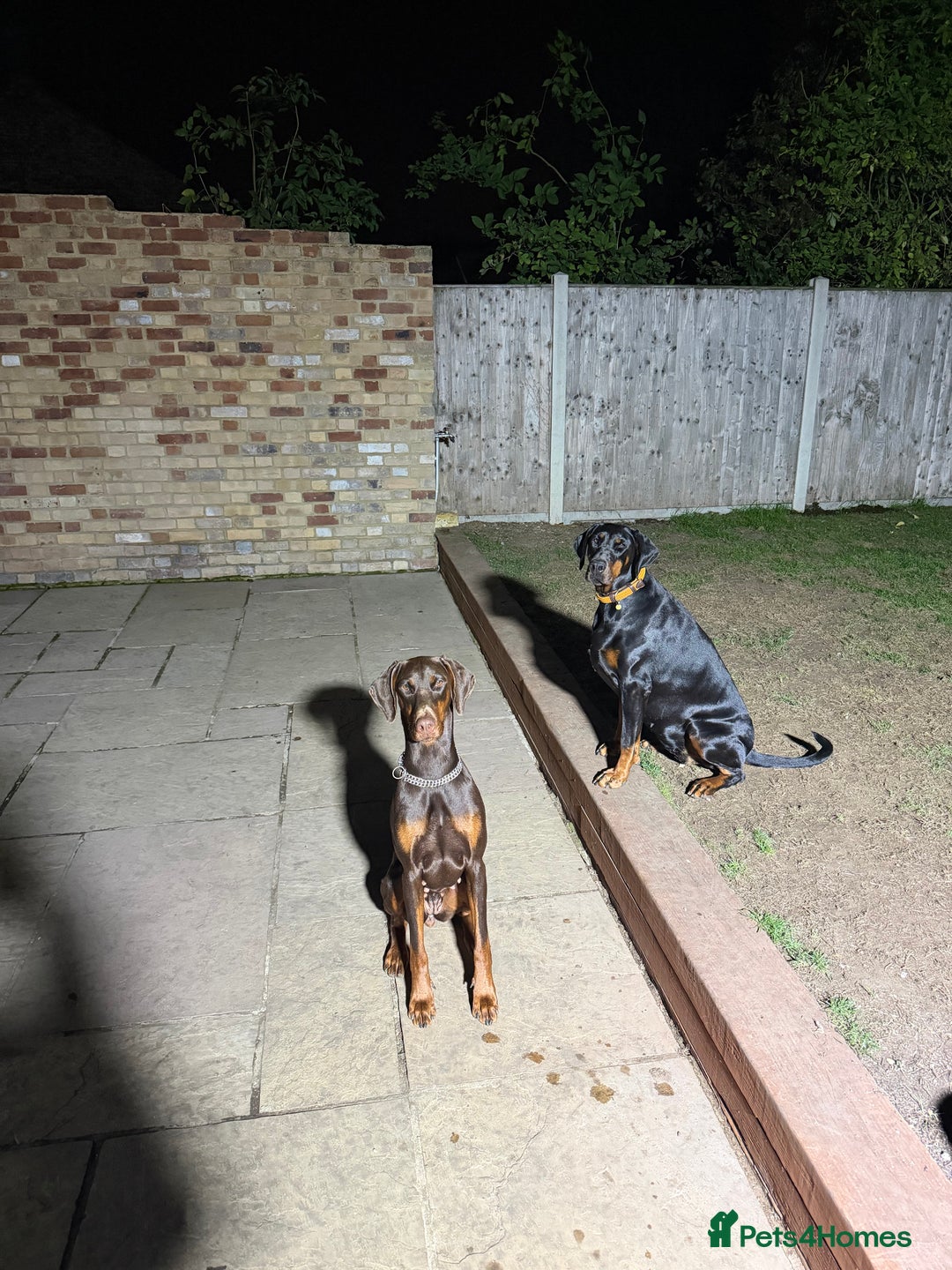 Dobermann dogs for sale: Dobermann female 1yo for rehome - Image 2