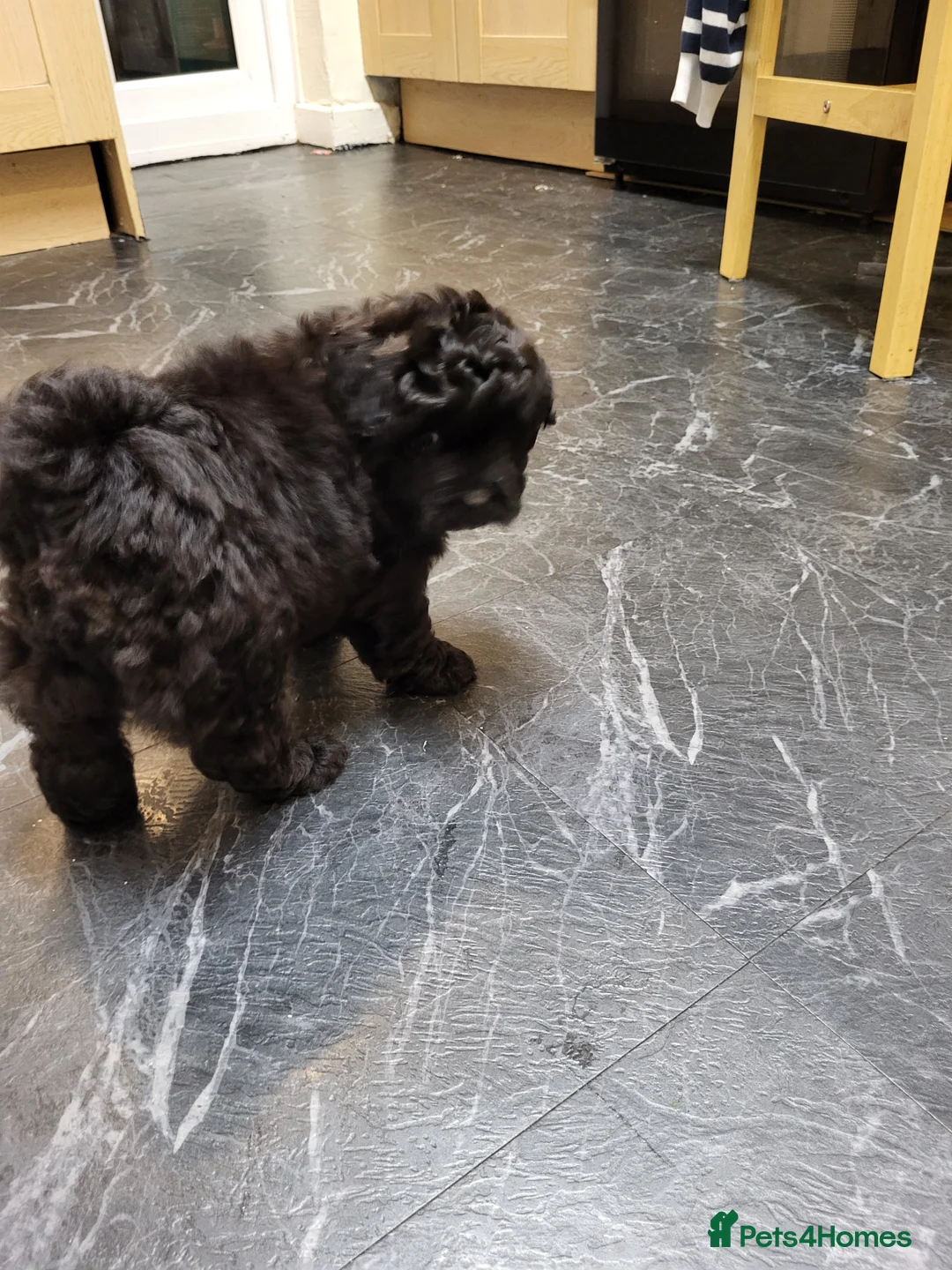 Pomapoo dogs for sale: Beautiful unique pomapoo puppies  - Advert 8