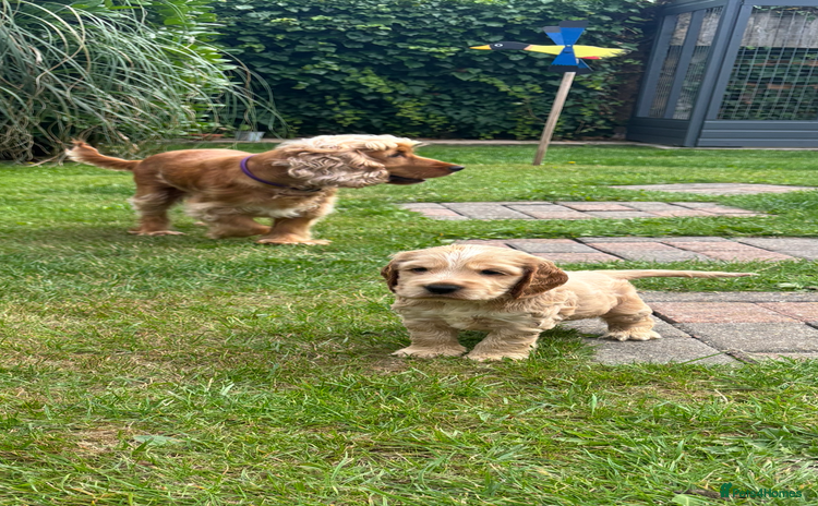Cocker Spaniel dogs - Advert 8