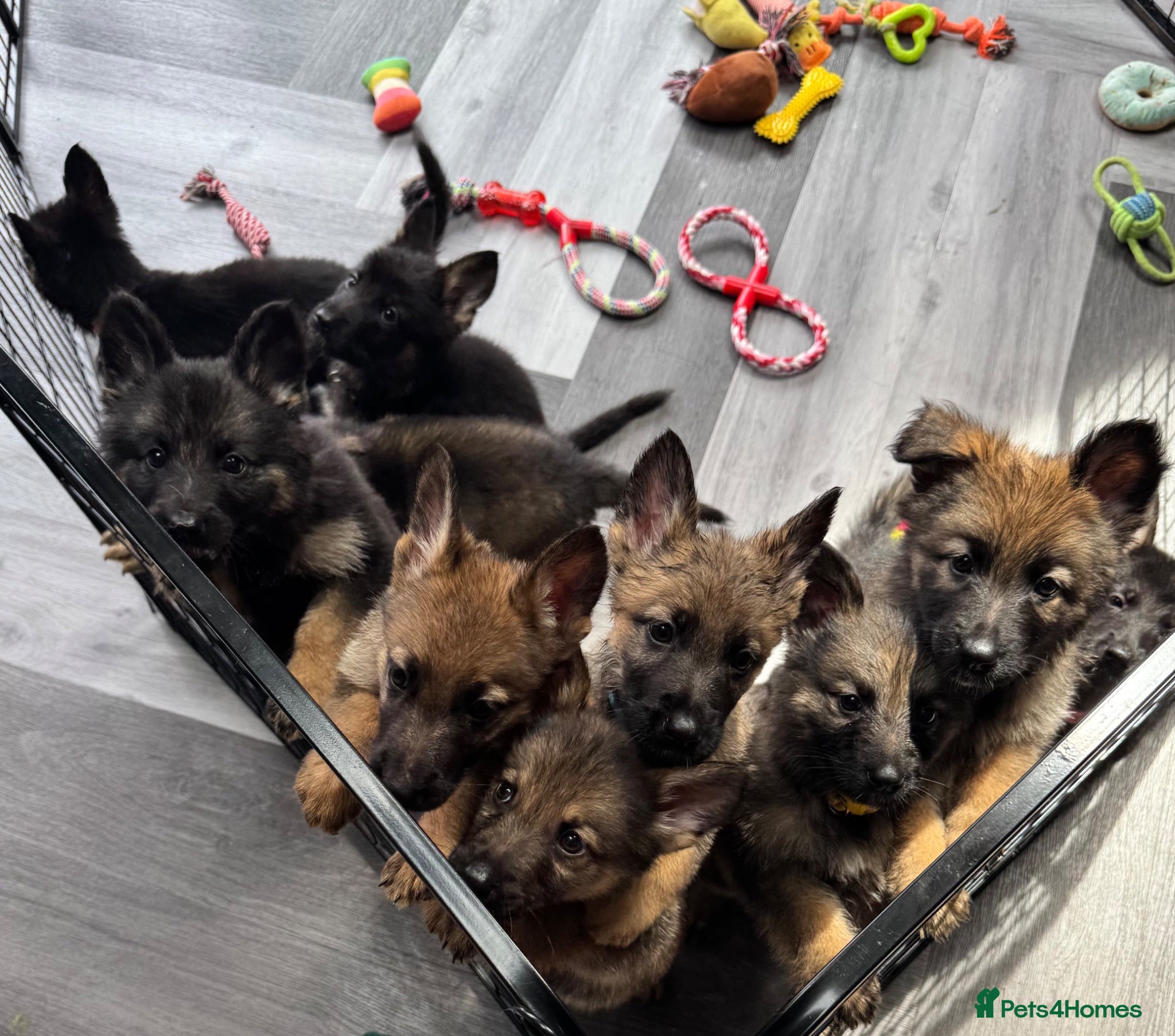 German Shepherd dogs 10 beautiful German shepherd puppies - Advert 1