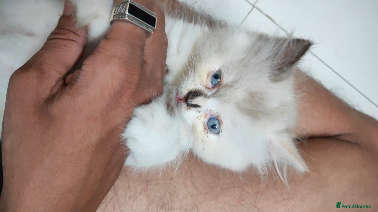 Mixed Breed cats Jillu - Advert 2