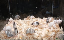 Mouse rodents for sale: Baby Female Fancy Pet Mice - Image 5