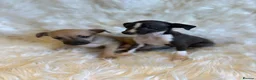 Italian Greyhound dogs for sale: ✨ KC Registered Italian Greyhound puppies ✨ - Advert 18