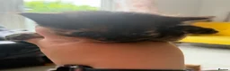 Mixed Breed cats for sale: 6 kittens  - Advert 22