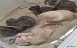 British Shorthair cats for sale: British Shorthairs Stunning Litter - Image 9
