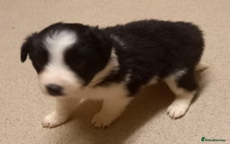Border Collie dogs for sale: Border Collies for sale - Image 32