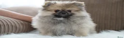 Pomeranian dogs for sale: Cute puppies  - Advert 6