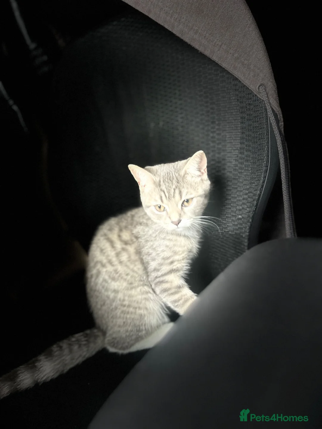 British Shorthair cats for sale:  Finding a Loving Forever Home for Cosmo - Advert 1