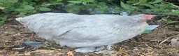 Mixed Breed livestock for sale: Point of lay Pekin hens for sale - read full first - Advert 3