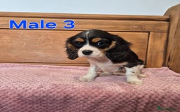 Cavalier King Charles Spaniel dogs for sale: Cavalier King Charles Spaniels - Image 10