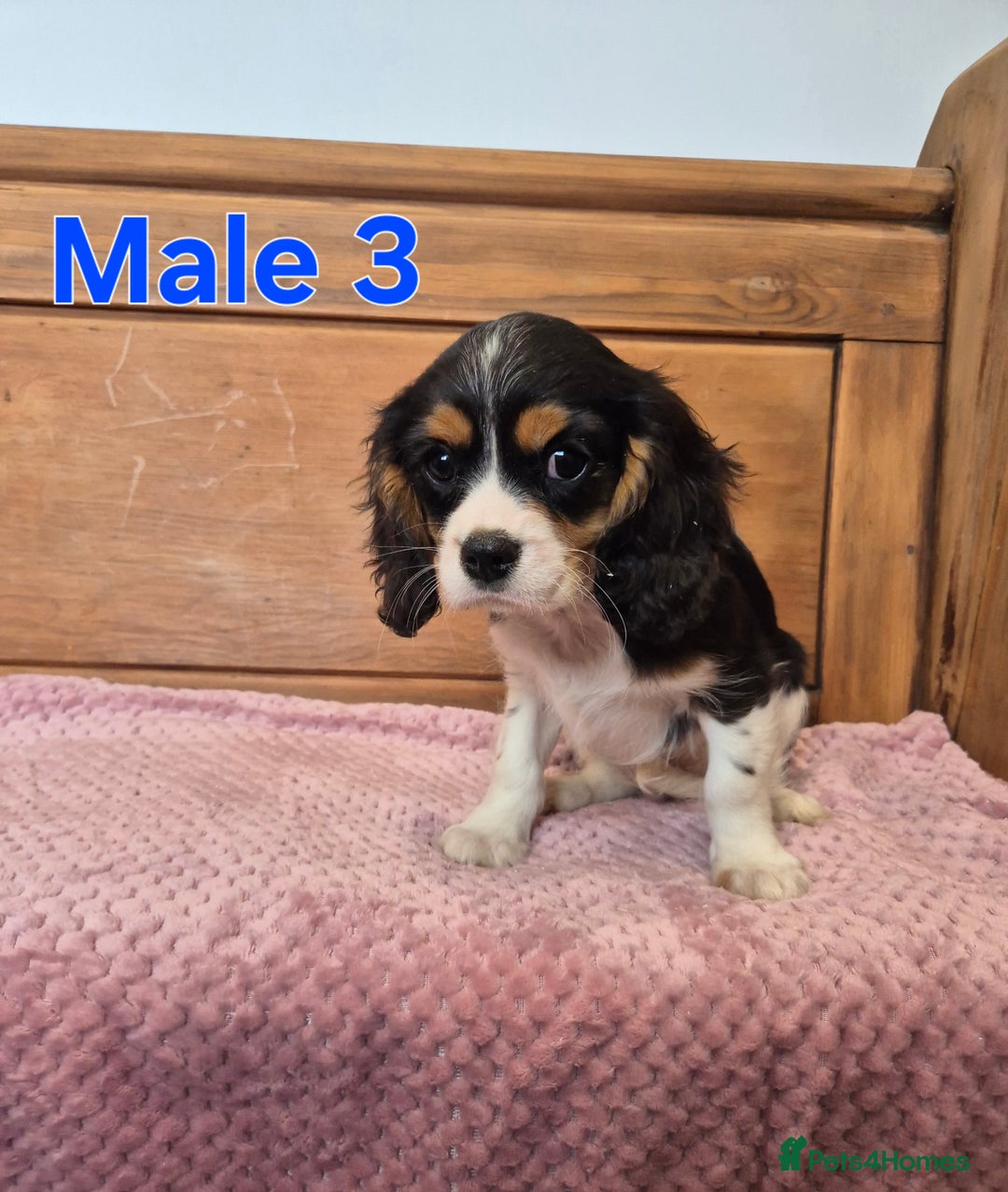 Cavalier King Charles Spaniel dogs for sale: Cavalier King Charles Spaniels - Image 10