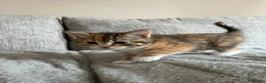 Ragdoll Kitten 4