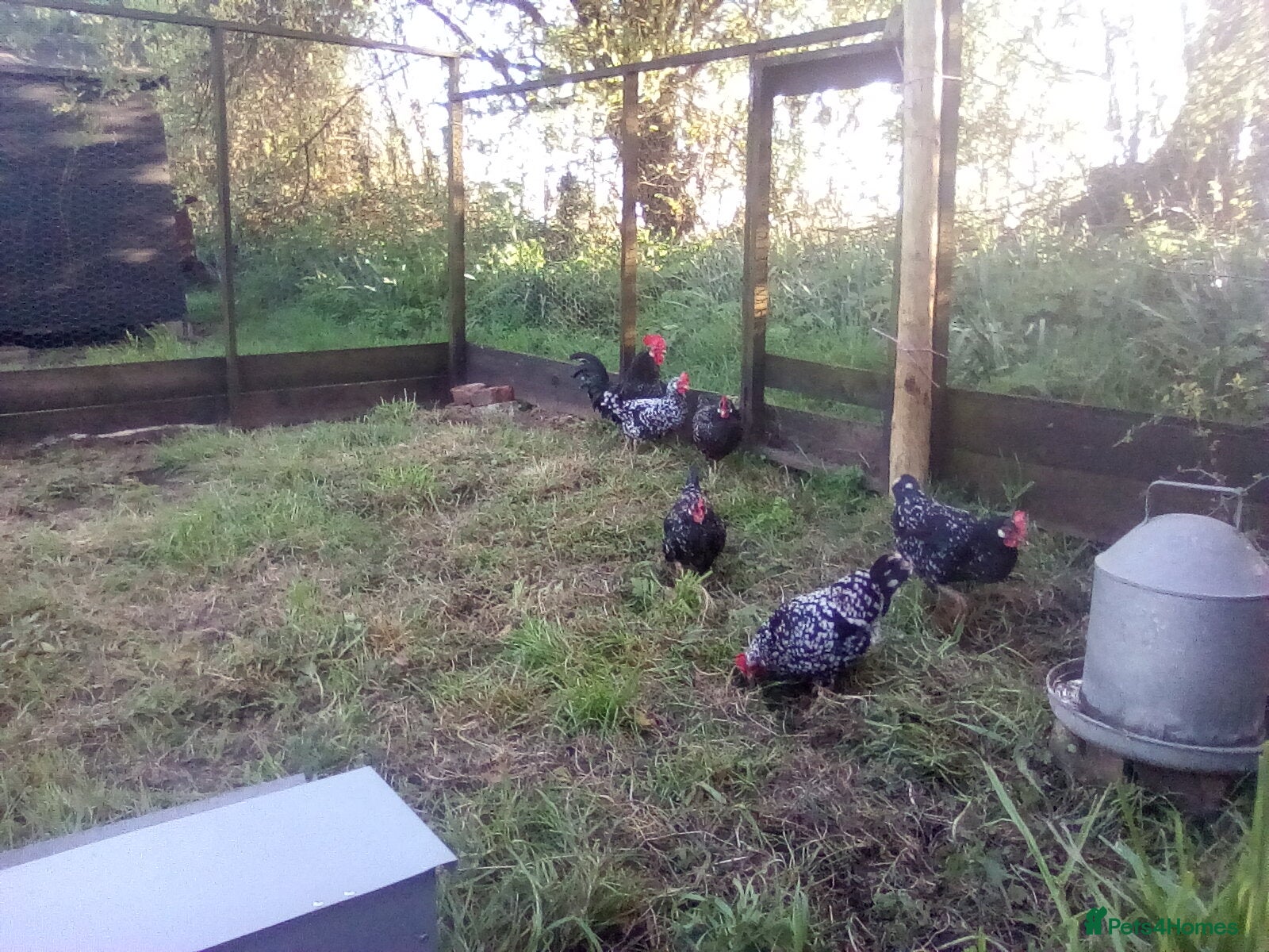 Chickens poultry Ancona bantams for sale - Advert 2