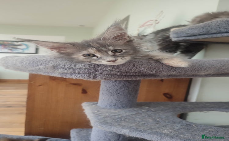 Maine Coon cats in Great Missenden - Advert 8